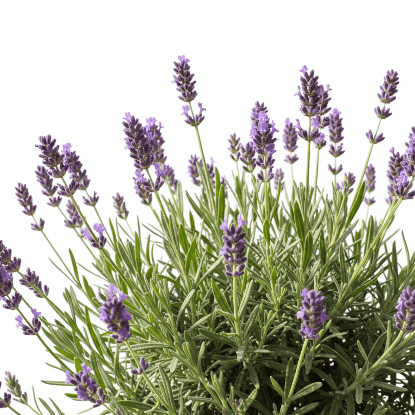 Saving Face Moisturising Cream