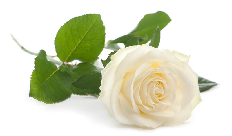 Rose Oil