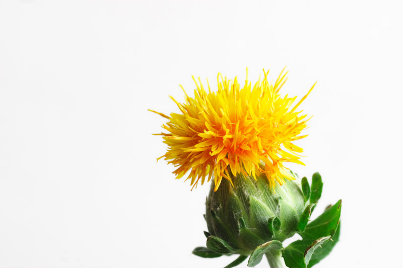 Safflower Oil