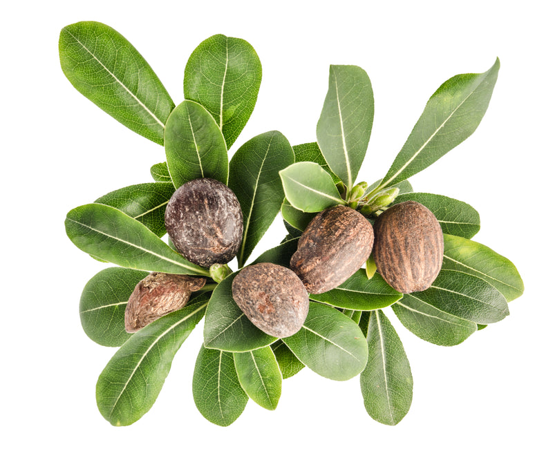 Shea Butter