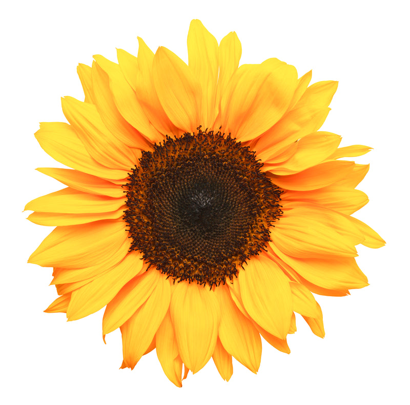 Sunflower Oil