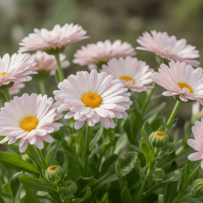 Face Food C Serum - Face Matters Skincare