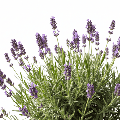 Saving Face Moisturising Cream