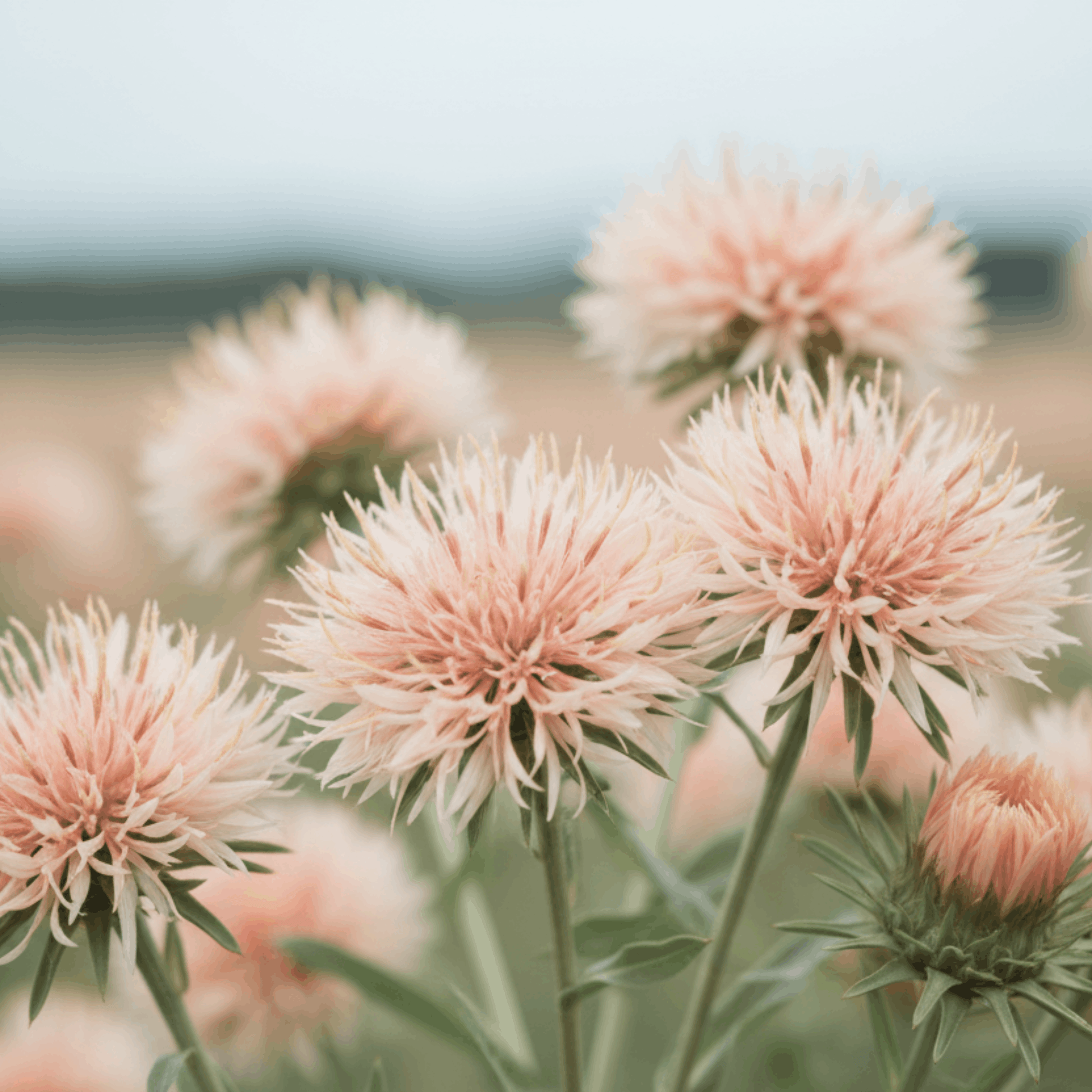 Face Food C Serum - Face Matters Skincare