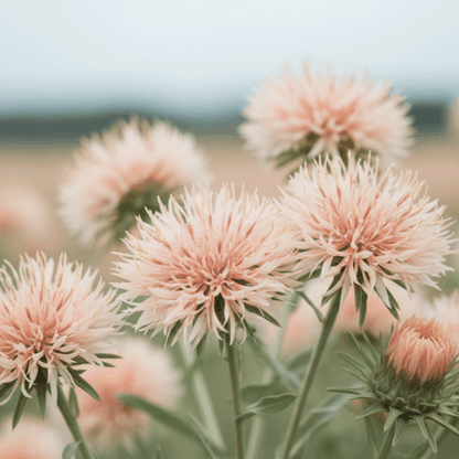 Face Food C Serum - Face Matters Skincare