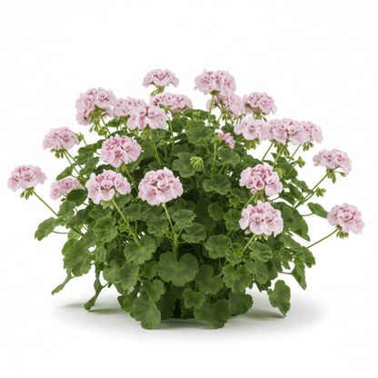 Organic All About Face Balm